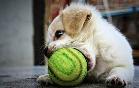 강아지가 장난감을 물어 뜯는 모습