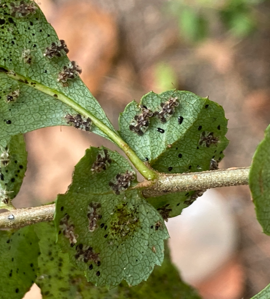 배나무방패벌레 성충2