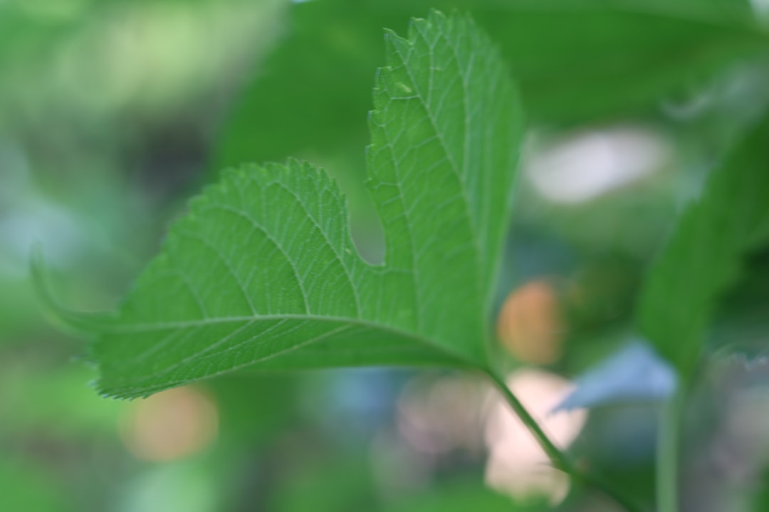 Mulberry
