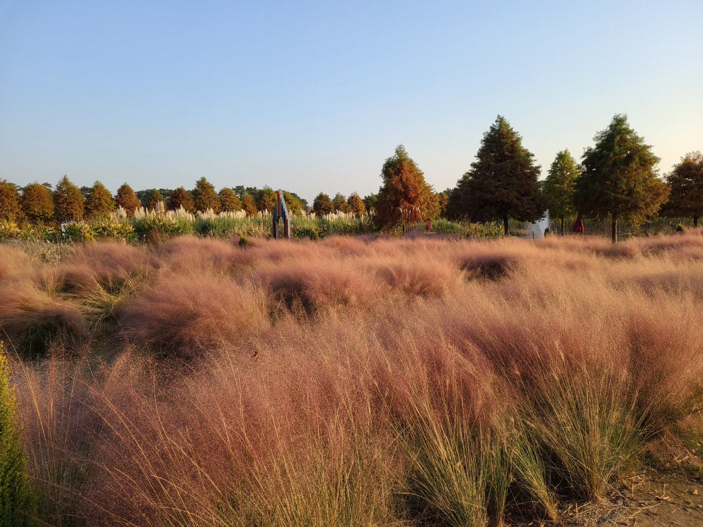 태안가볼만한곳-태안데이트-청산수목원-핑크뮬리2