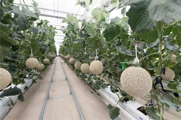 멜론 재배 수정 관리 당도 올리기 비가림 요령_3