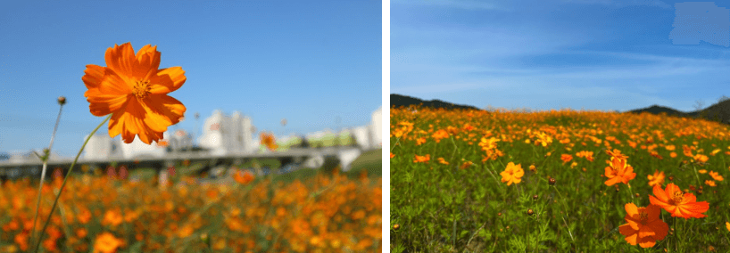 제주 가을 코스모스 축제 - 웨이뷰
