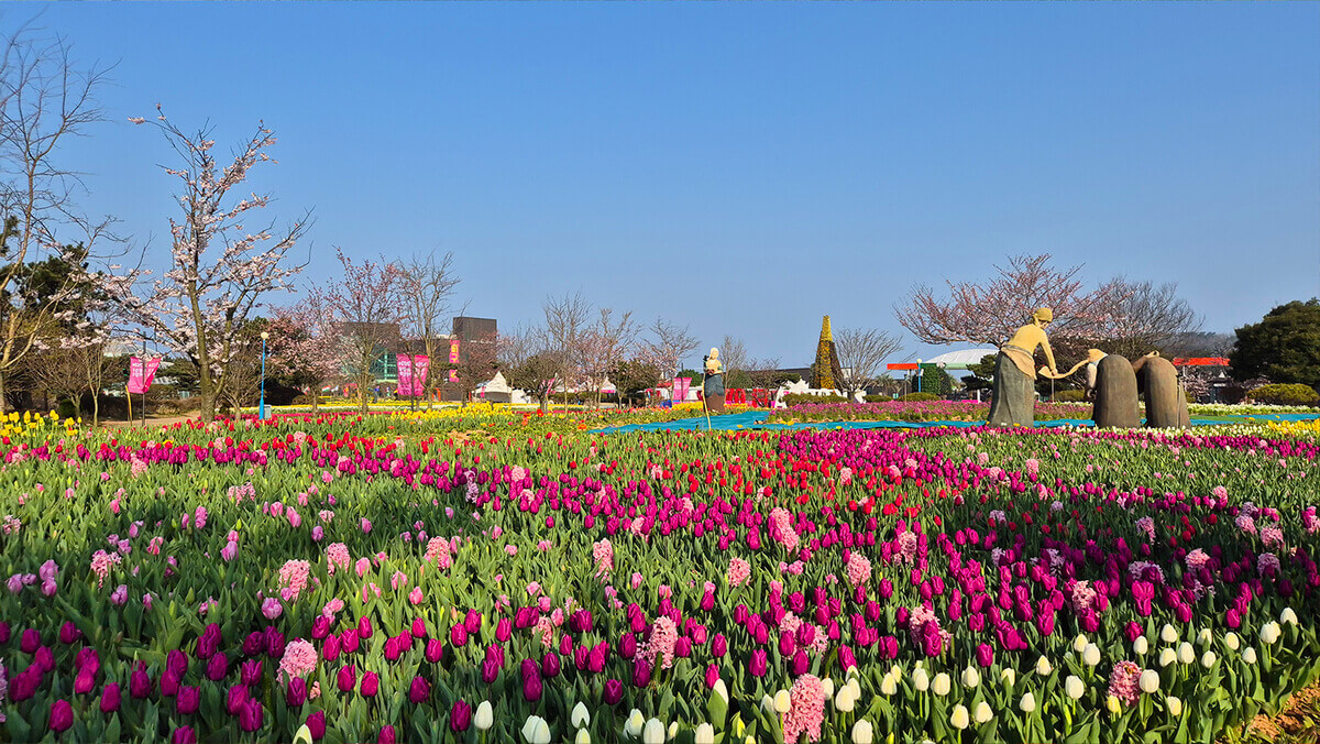 태안 튤립축제 기간 예매 입장료 개장시간 개화상황