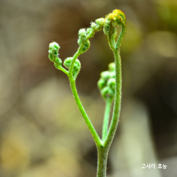 고사리 효능│고사리 효능과 부작용 알고 드세요!