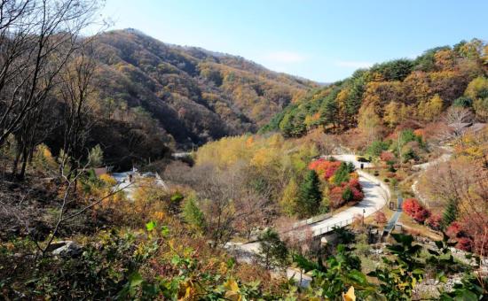 철원 복주산 자연휴양림 주변 맛집 카페 마트 전통시장 특산물 강아지 동반 정보