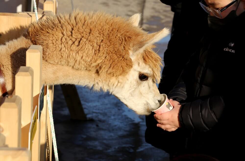 1월 전국 축제 일정표