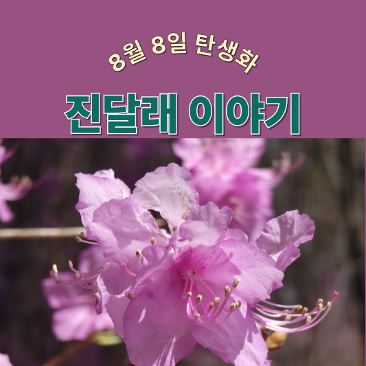8월 8일 탄생화, 진달래