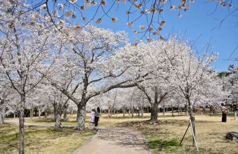 4월초 불국사 벚꽃 사진