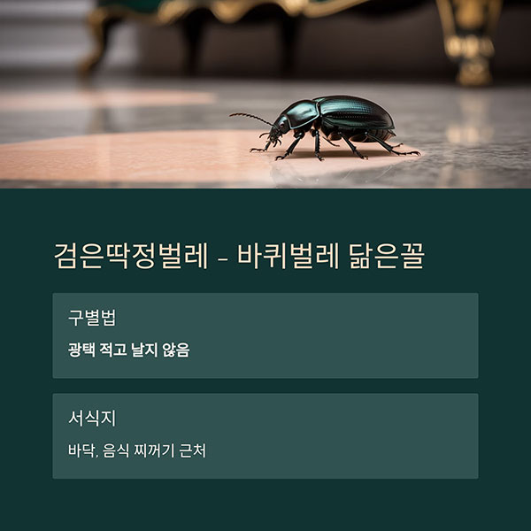 바퀴벌레와 혼동되는 검은딱정벌레 (Tenebrionidae)