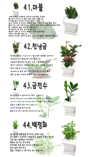 화초 종류 ABC 실내에서 기르기 좋은 아름다운 화초 10선 가이드_6