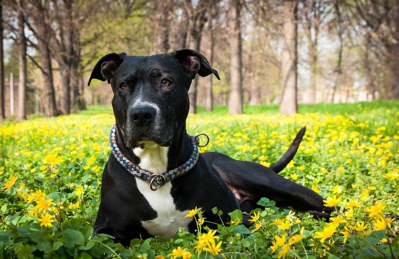 아메리칸 스태퍼드셔 테리어(American Staffordshire Terrier)
