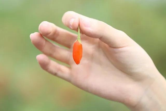 몸에 좋은 구기자