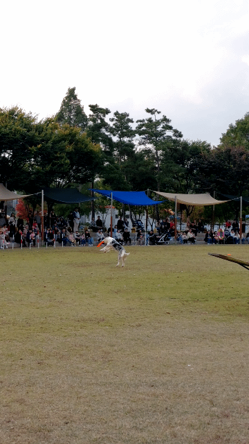 안성팜랜드 가축놀이 한마당 도그쇼