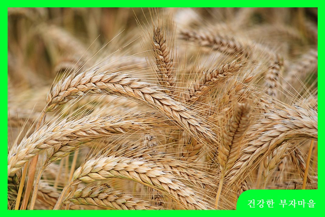 고지혈증에 좋은 음식 - 보리 및 통곡물