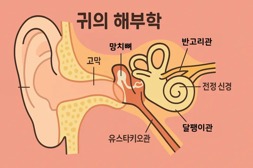 외이도염이란