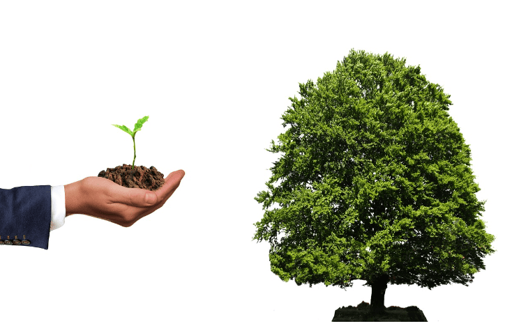 재태크를 시각화한 이미지. 
새싹이 큰 나무가 되었다.