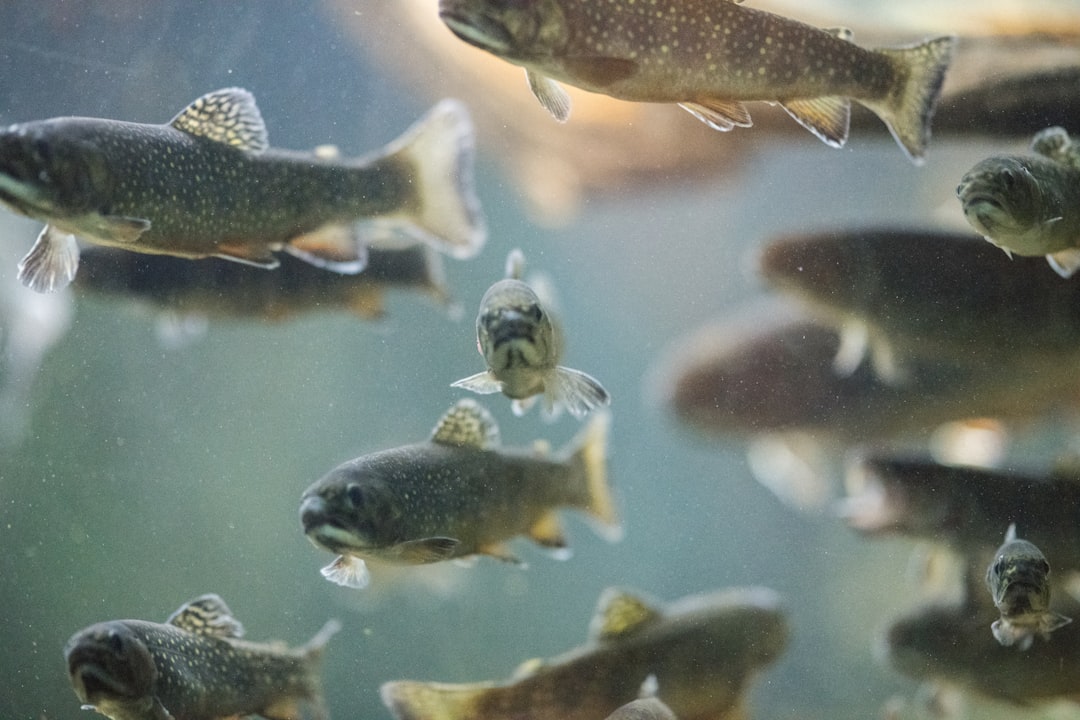 Trout