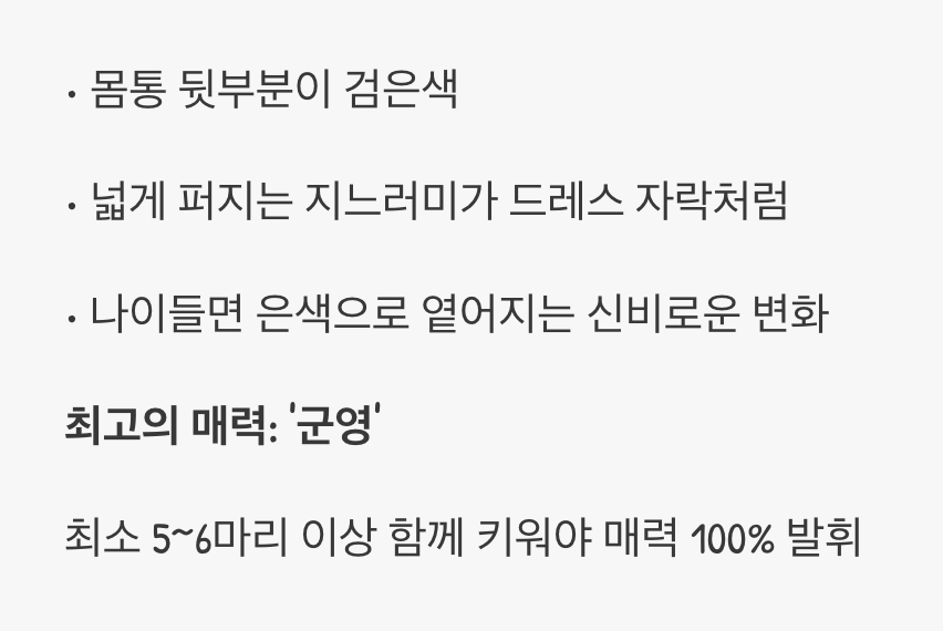 검은 드레스를 입은 군영의 무용수