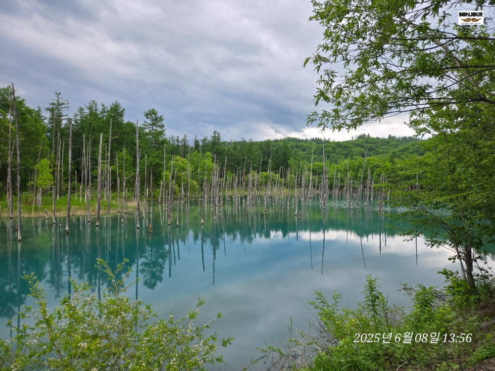 비에이 청의호수 푸릇푸릇 코발트블루 여름 풍경