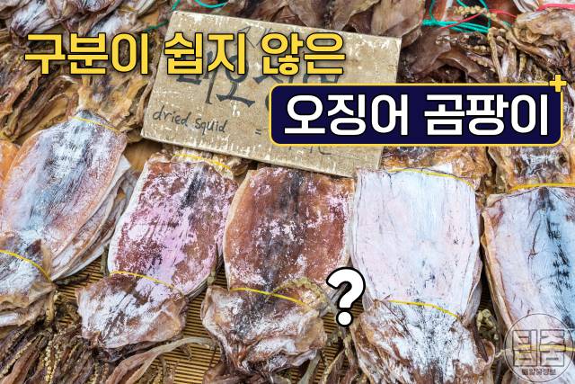 마른 오징어 하얀가루 곰팡이 마른오징어보관법