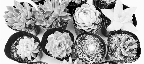 다육이 종류와 이름