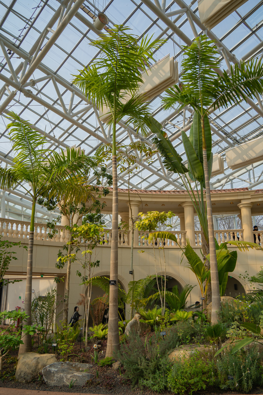 일월 수목원 야자수