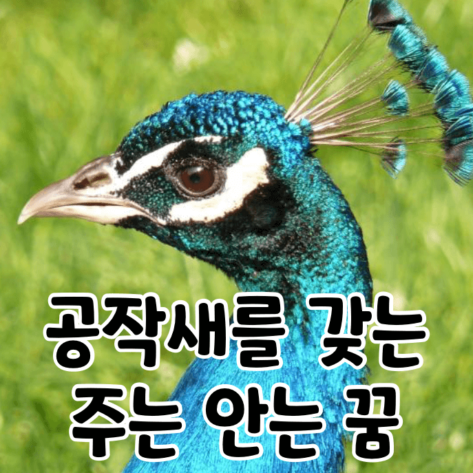 공작새