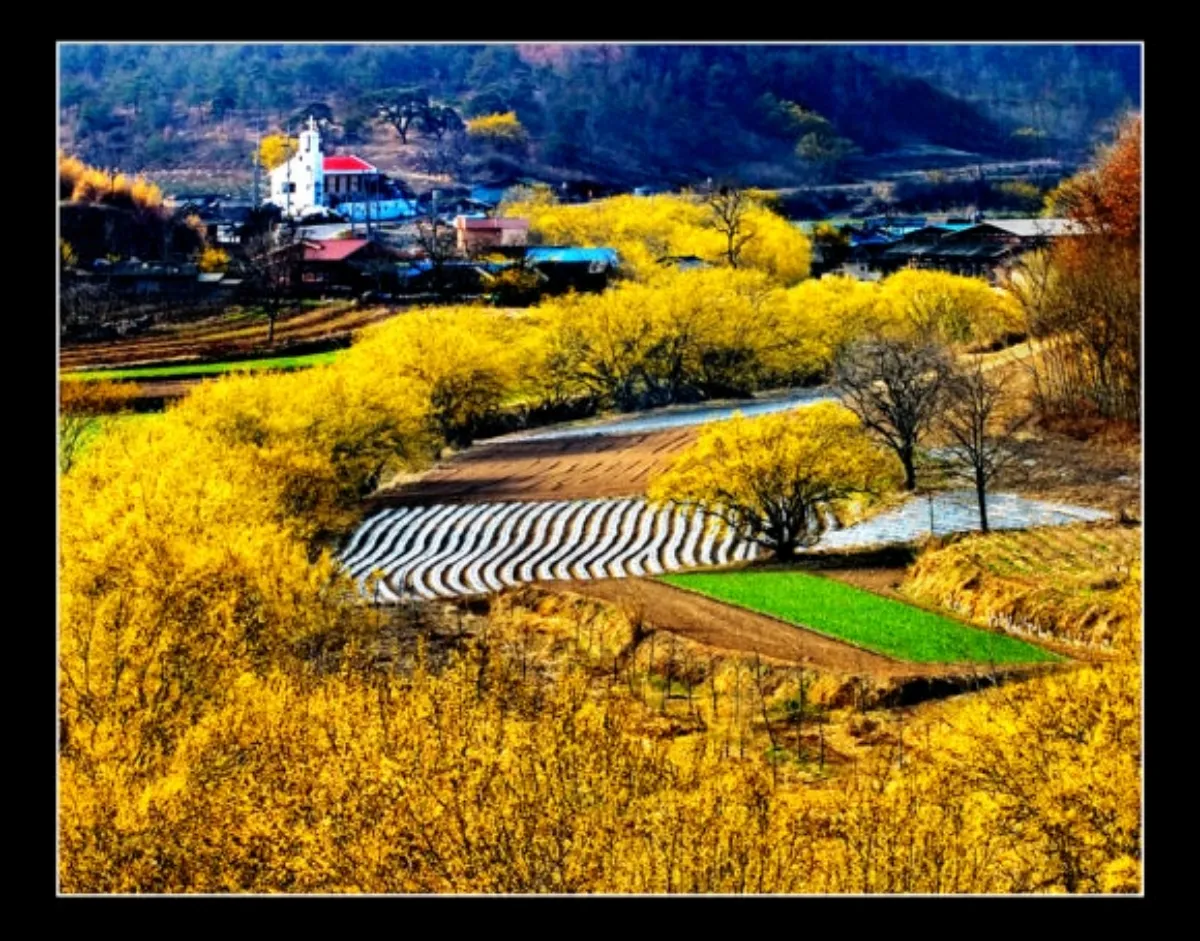 산수유 마을 사진