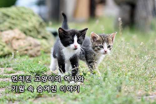 먼치킨 고양이의 역사와 기원 속 숨겨진 이야기