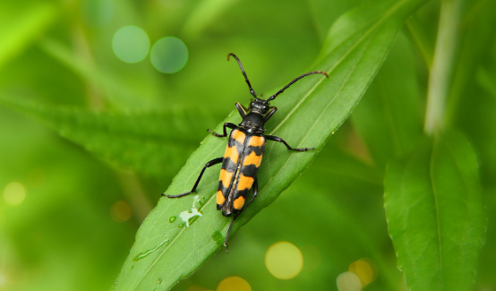 기후변화와 자연선택 환경 변화가 종 분화에 미치는 영향