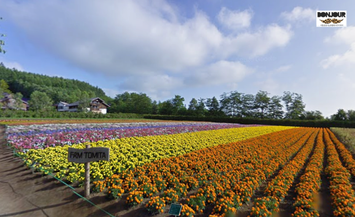 팜토미타 형형색색의 꽃밭 모습