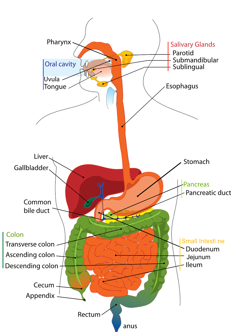 간기능 정상범위