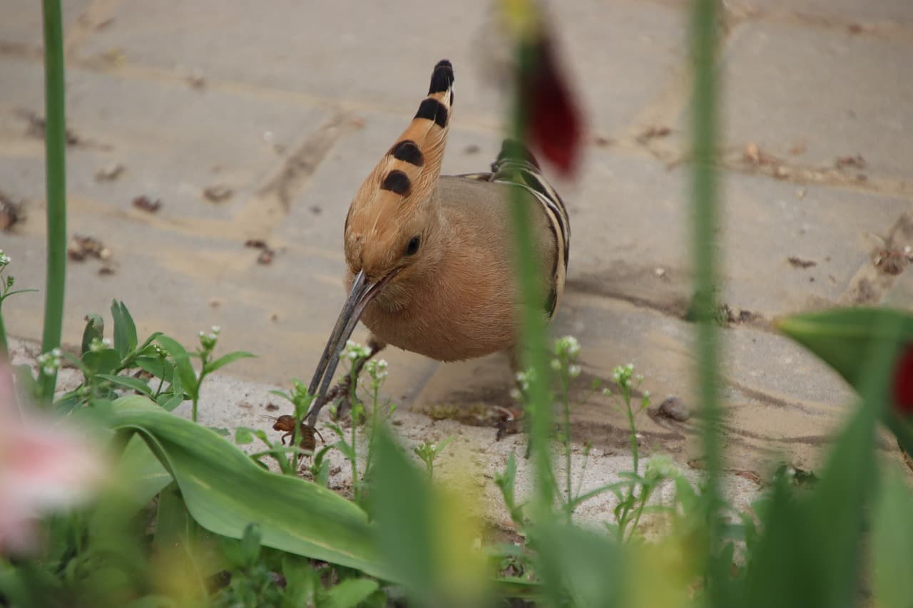 기후 변화가 후투티 서식에 미치는 영향