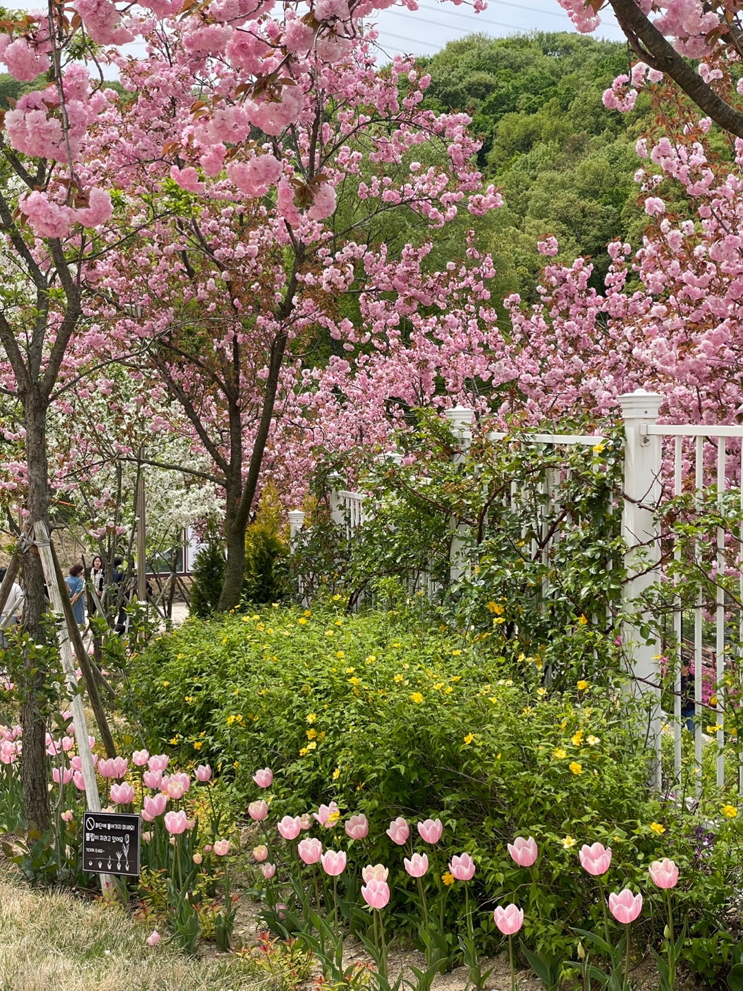 용인 자작나무숲 베툴라 대형 베이커피 카페