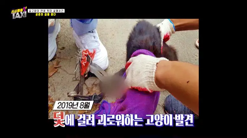 그알 그것이알고싶다 포항 고양이 연쇄 살해 사건 캣맘 불법 먹이 투기 행위 반대 캣 프레데터 강력 살인 범죄 징조 사례 1318회