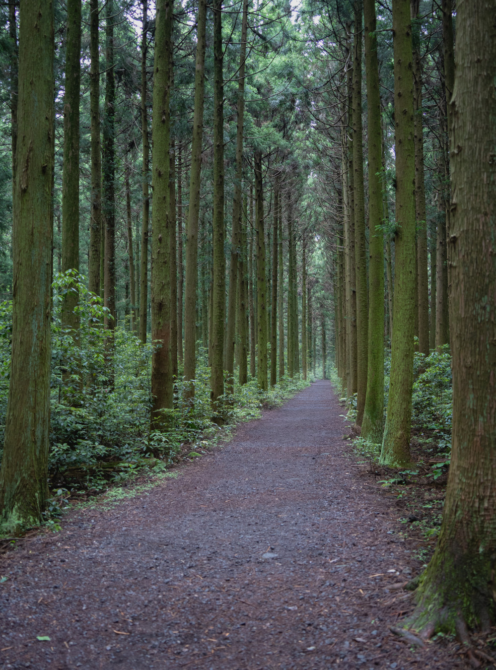 이승악 오름 삼나무