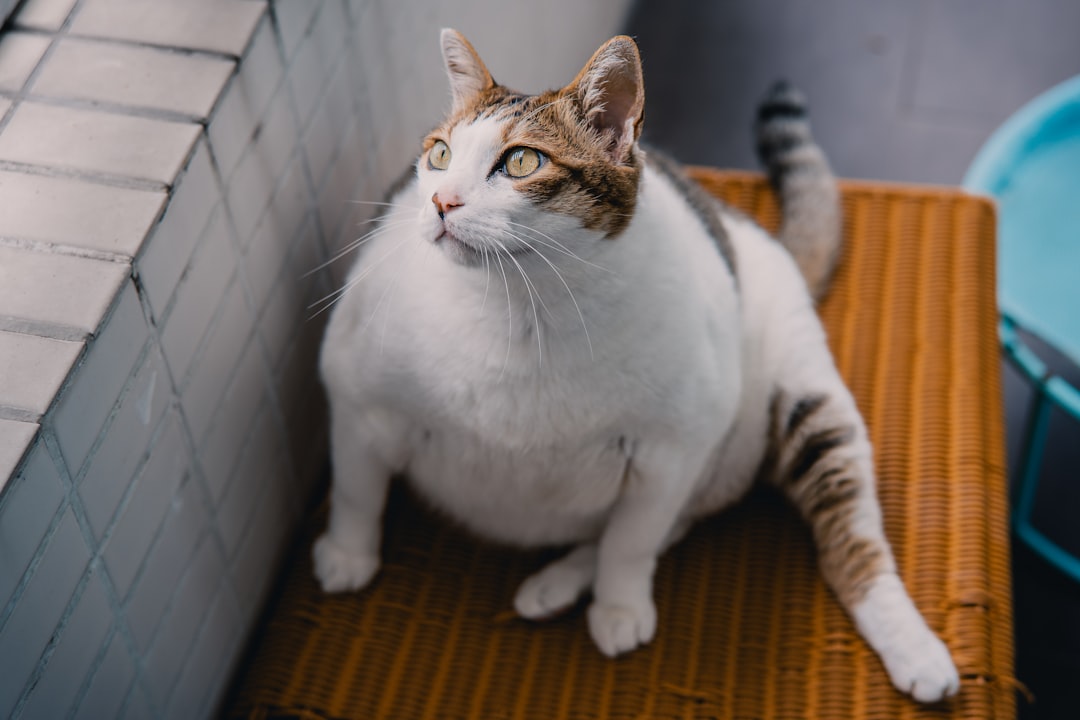 Fat