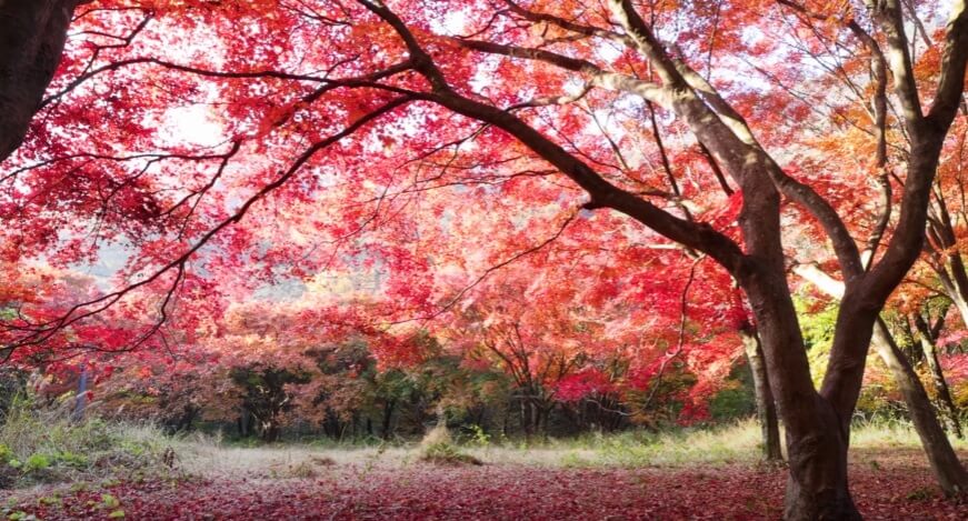 내장산-단풍-사진