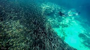 모알보알호핑투어