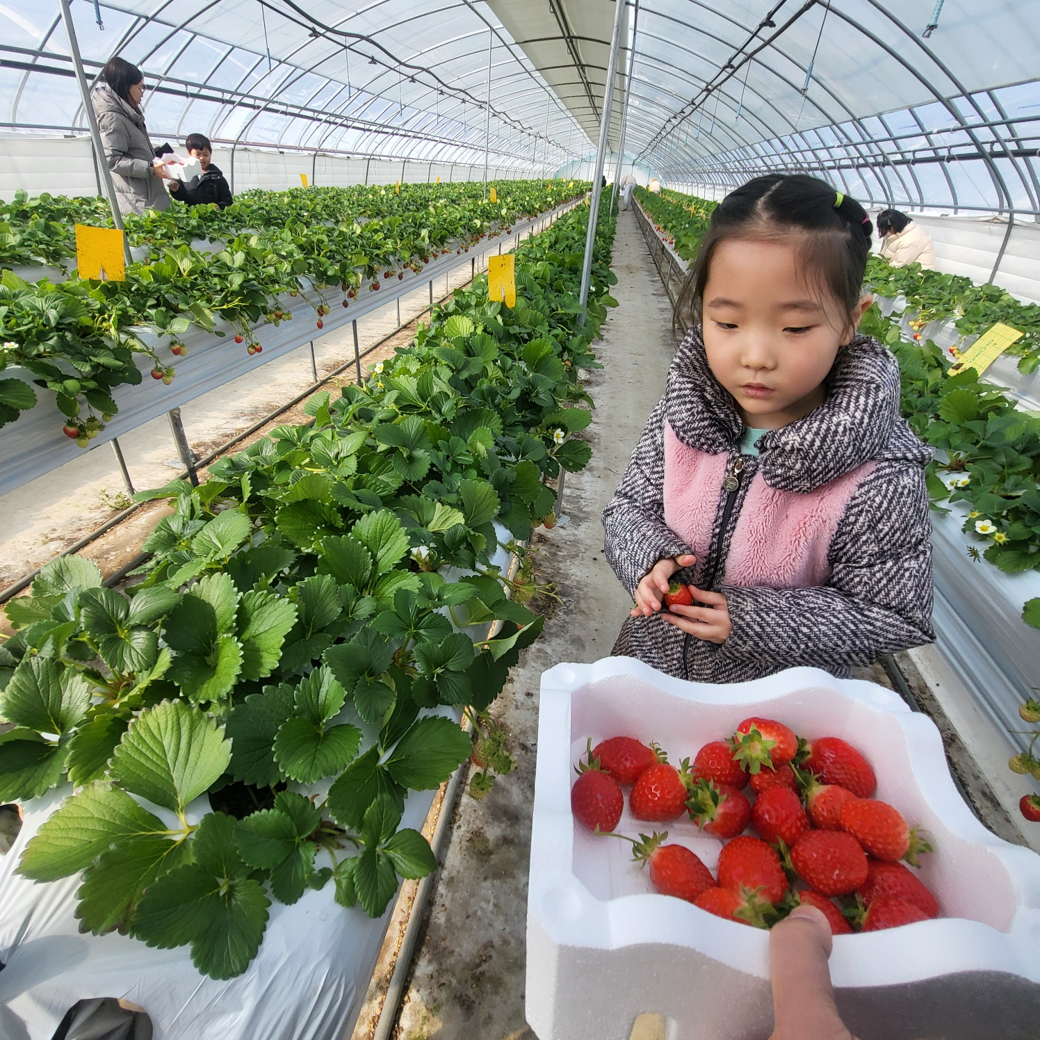 청주 딸기 체험&amp;#44; 딸기 케이크 만들기 (가산딸기 강추!!)