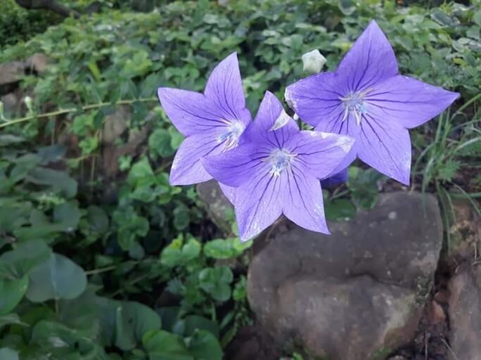 도라지(도라지차&amp;#44; 도라지청) 효능 9가지 및 부작용과 주의사항