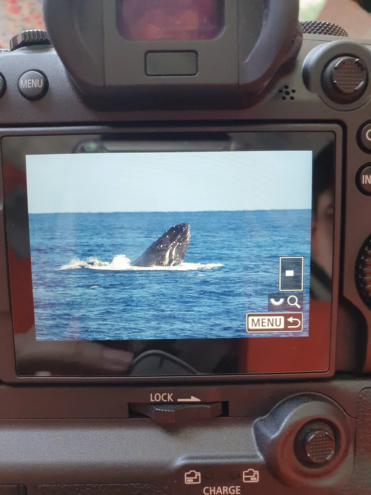 고래를-촬영한-카메라-사진