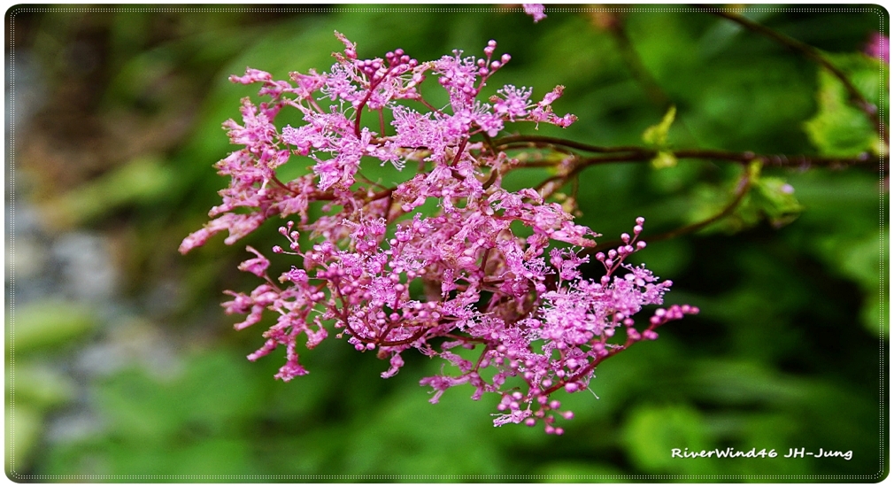 Korean_meadowsweet