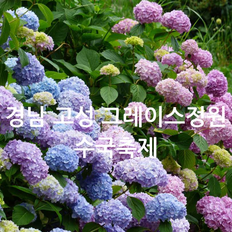 경남 고성 그레이스정원 수국축제