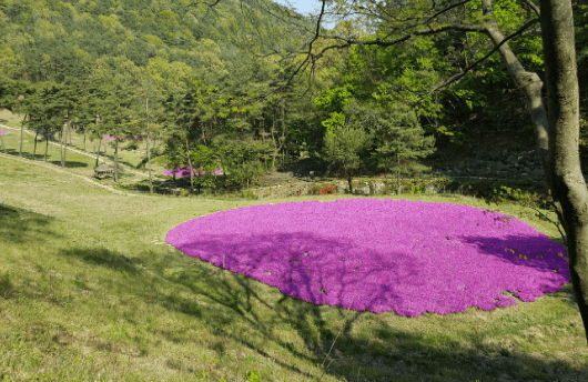 국립자연휴양림 