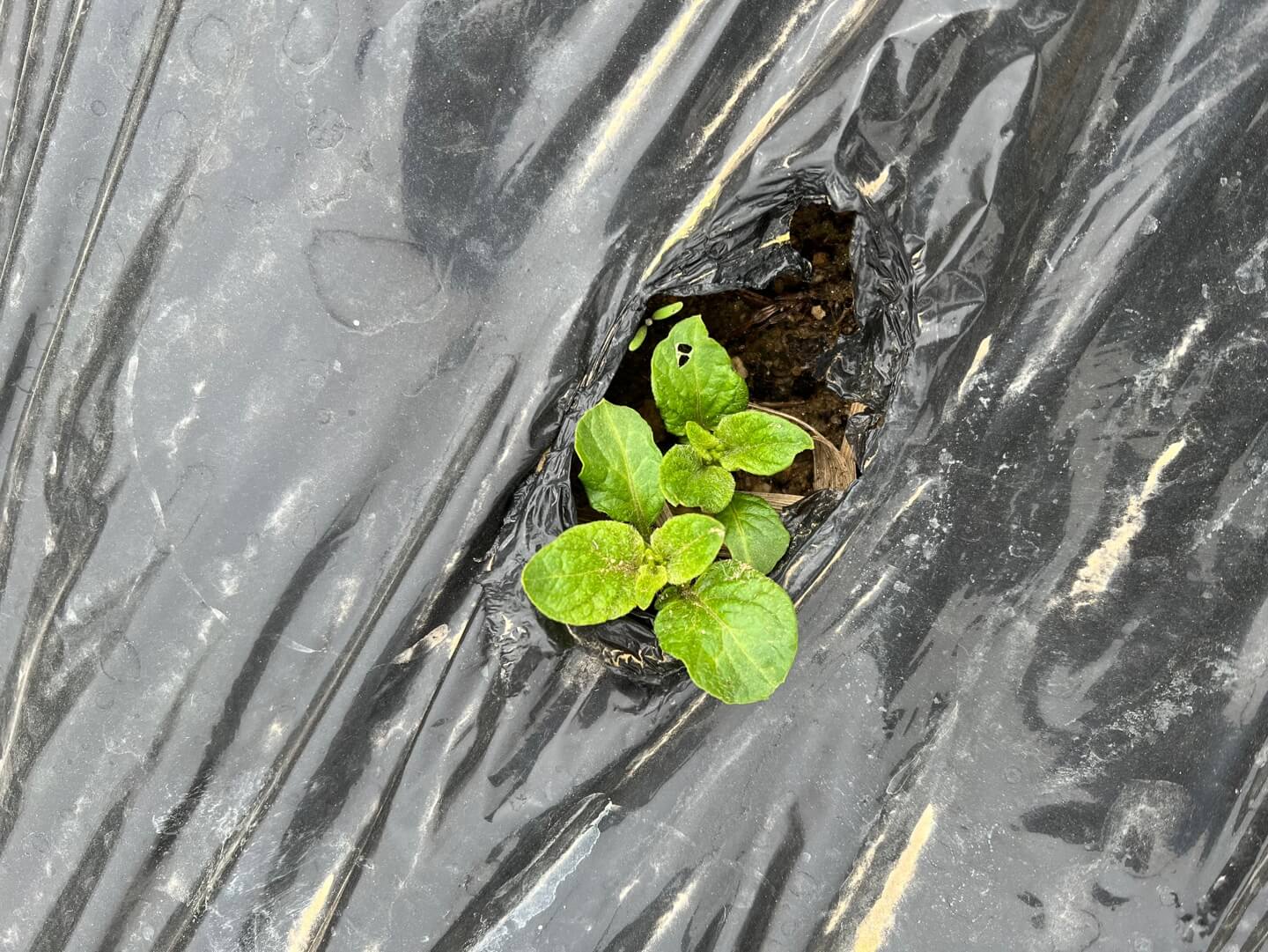 파종 3주된 감자싹