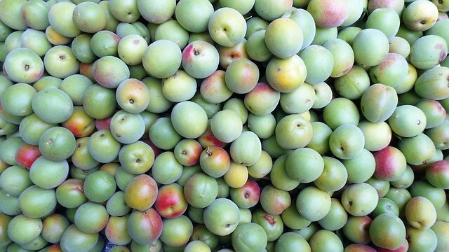 매실청 담그는법