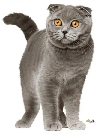 스코티시폴드 고양이 유전병_9