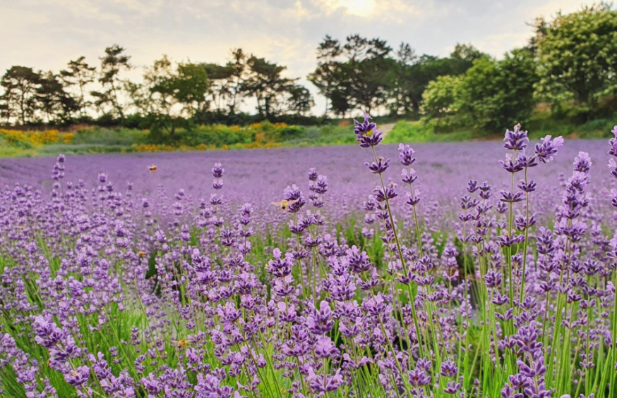 고창 청농원 라벤더