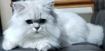 페르시안 고양이 유전병_11